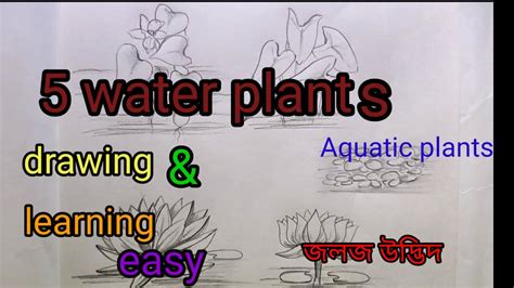 5 water plants drawing easy/Aquatic plants .